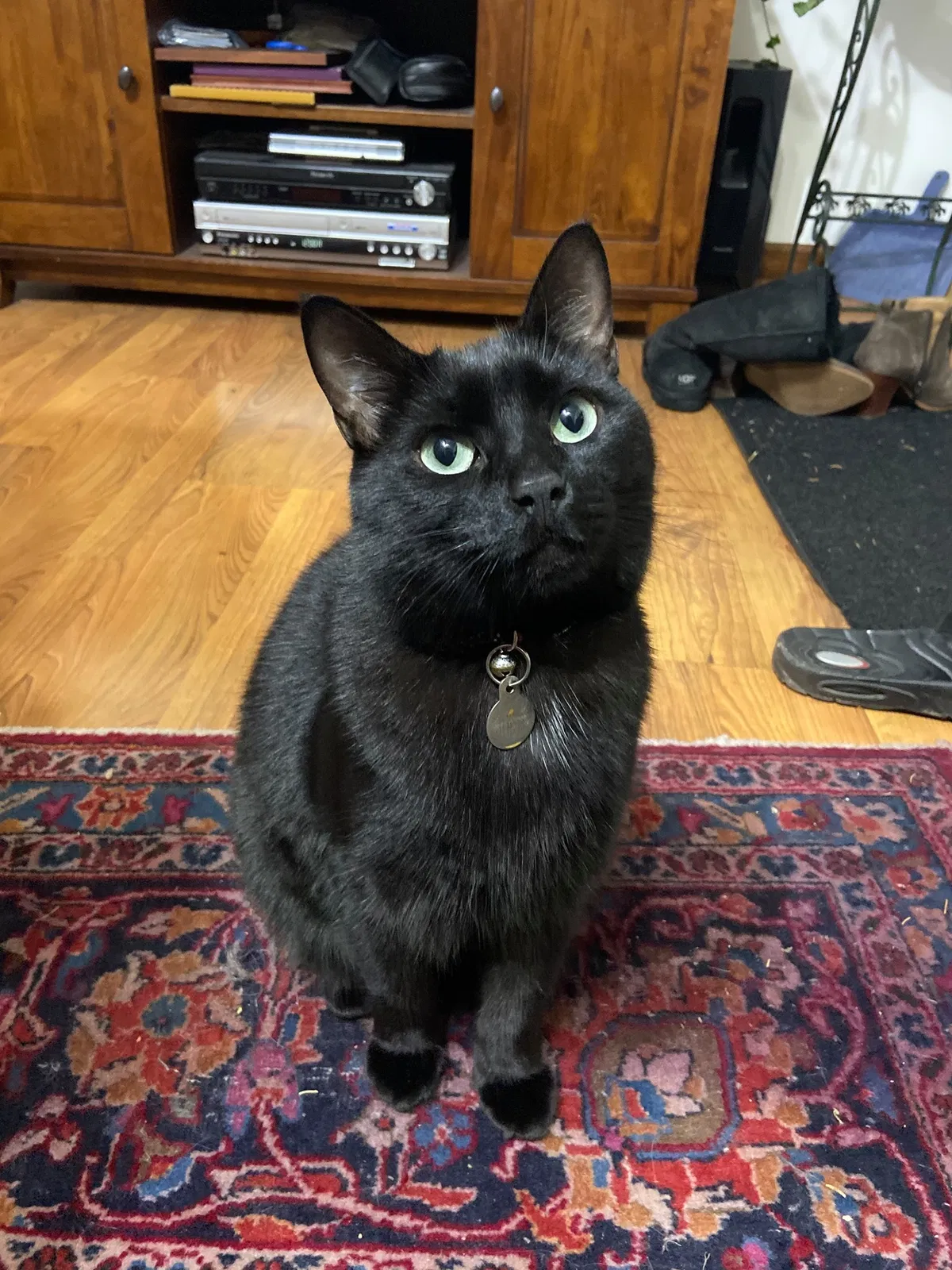 Lost cat in Columbus, OH, 43220