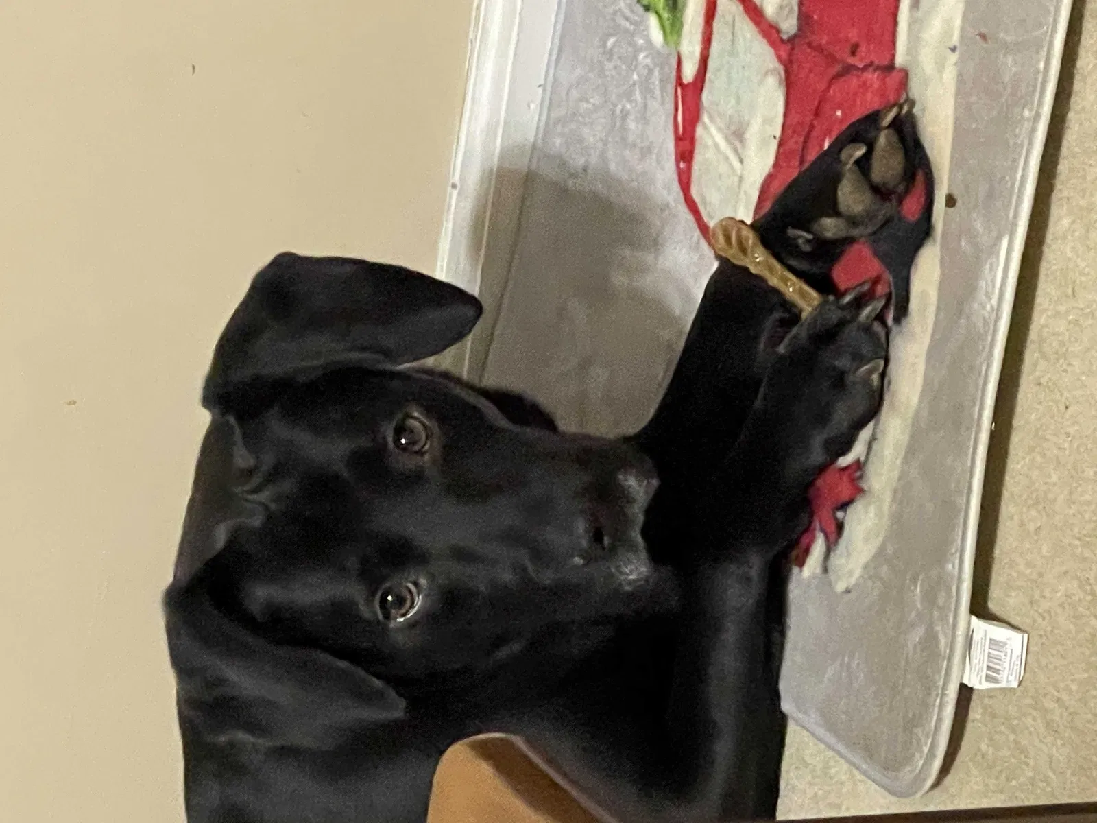Lost dog in Hudson, NC, 28638
