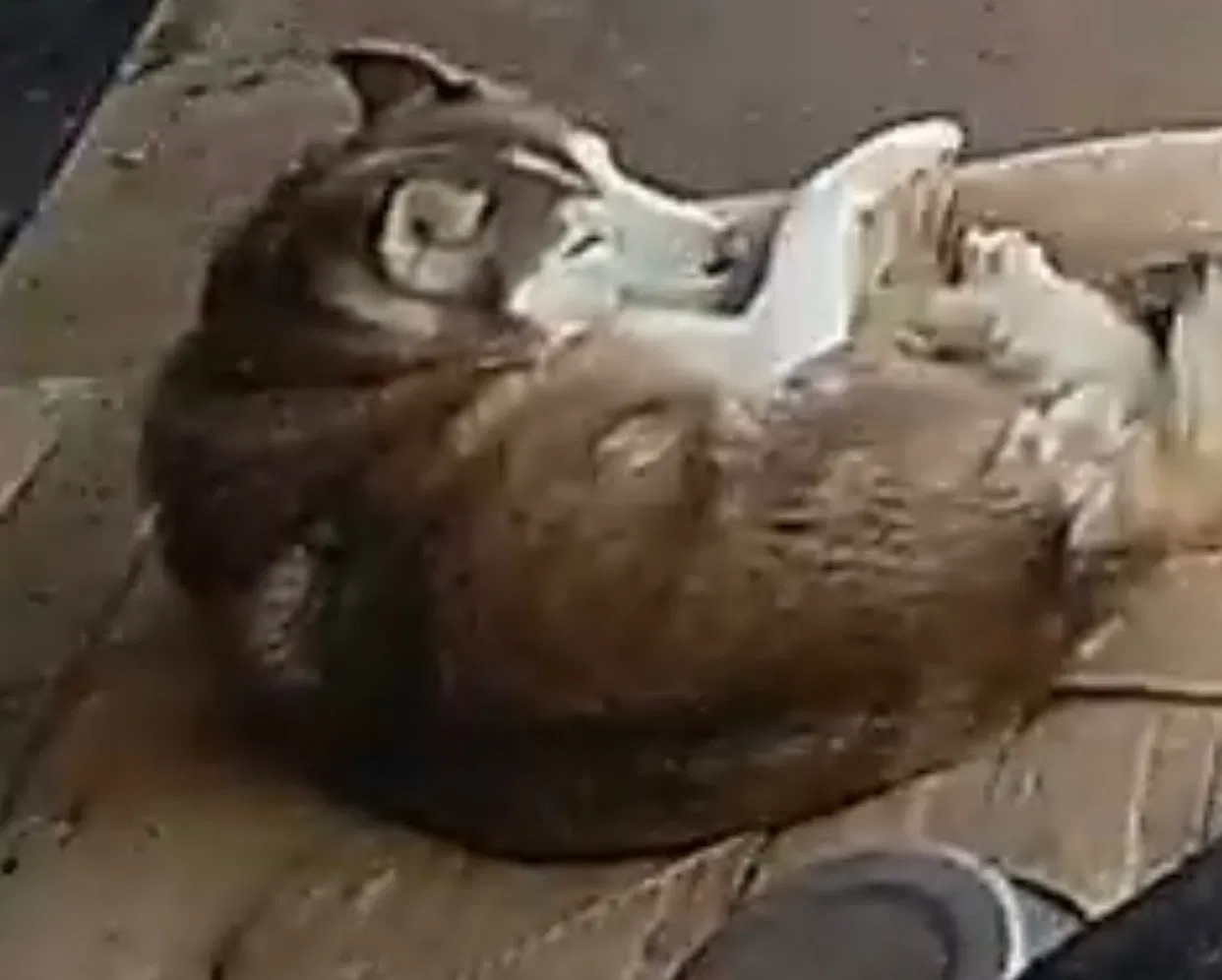 Lost dog in Faison, NC, 28341