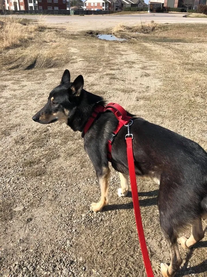 Lost dog in Laredo, TX, 78041