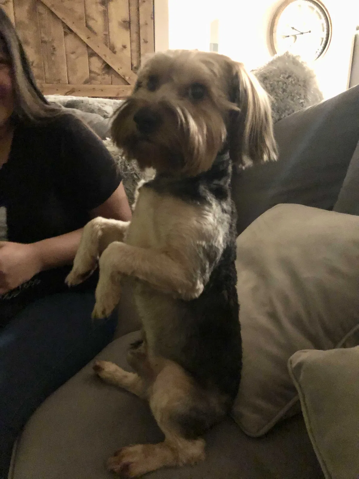Lost dog in Salem, OR, 97305