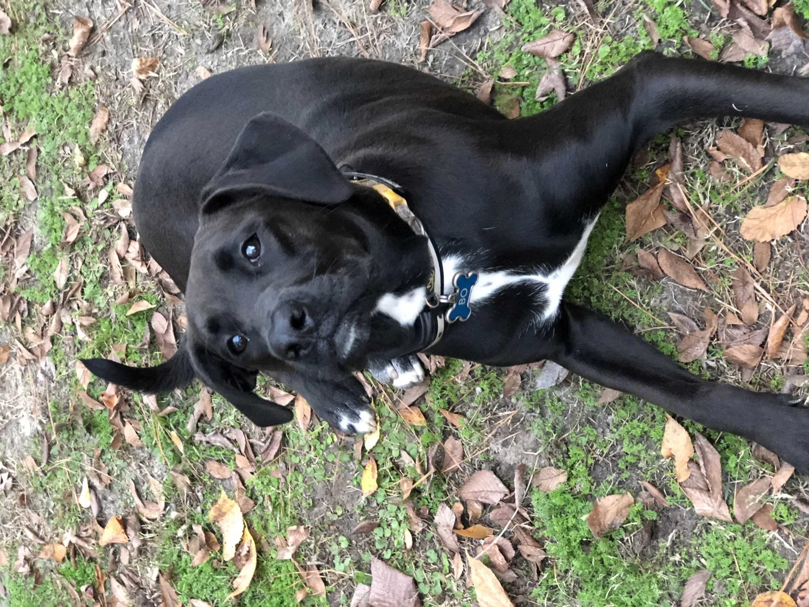 Lost dog in Savannah, GA, 31419