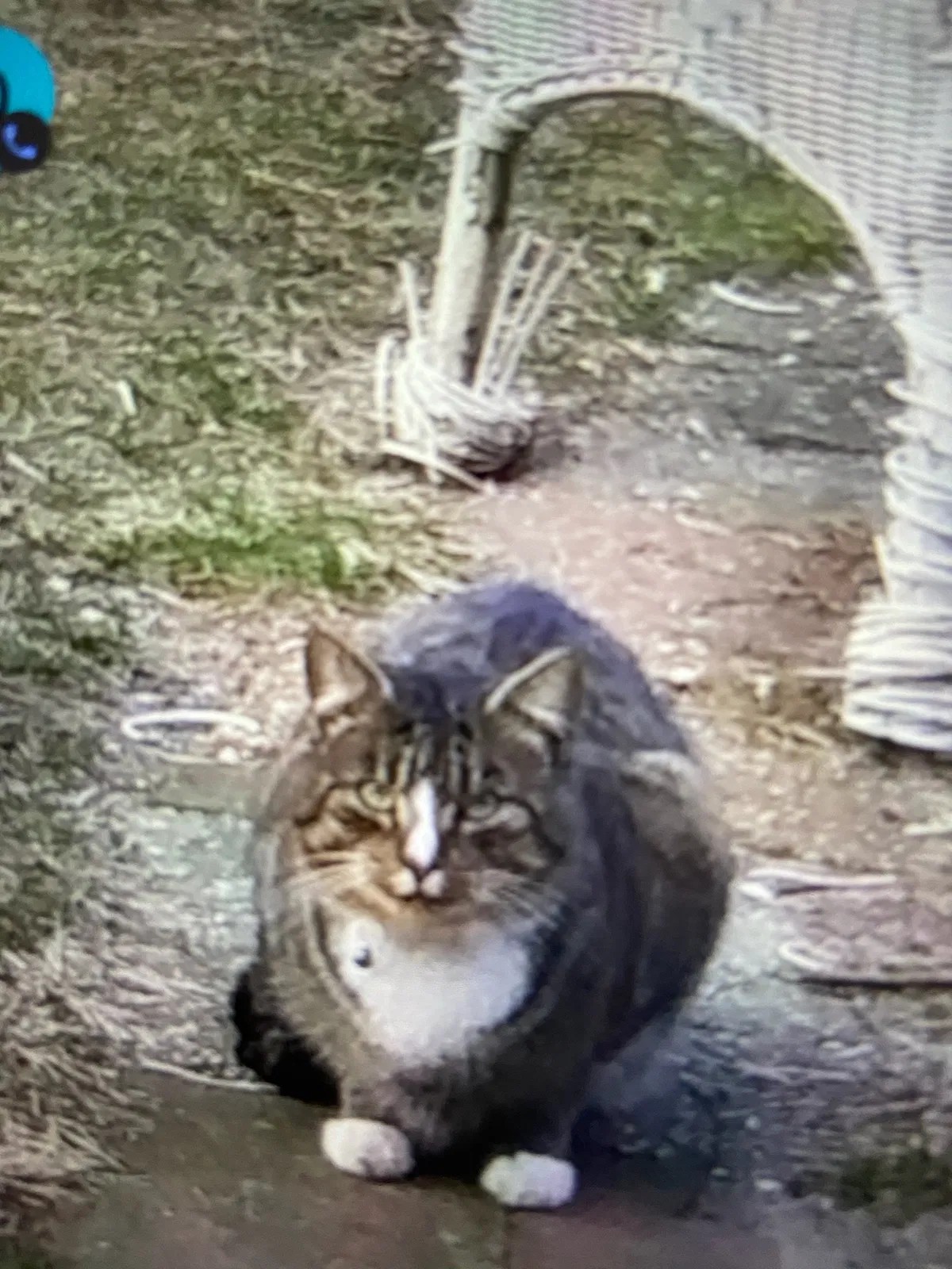 Lost cat in Belmar, NJ, 7719