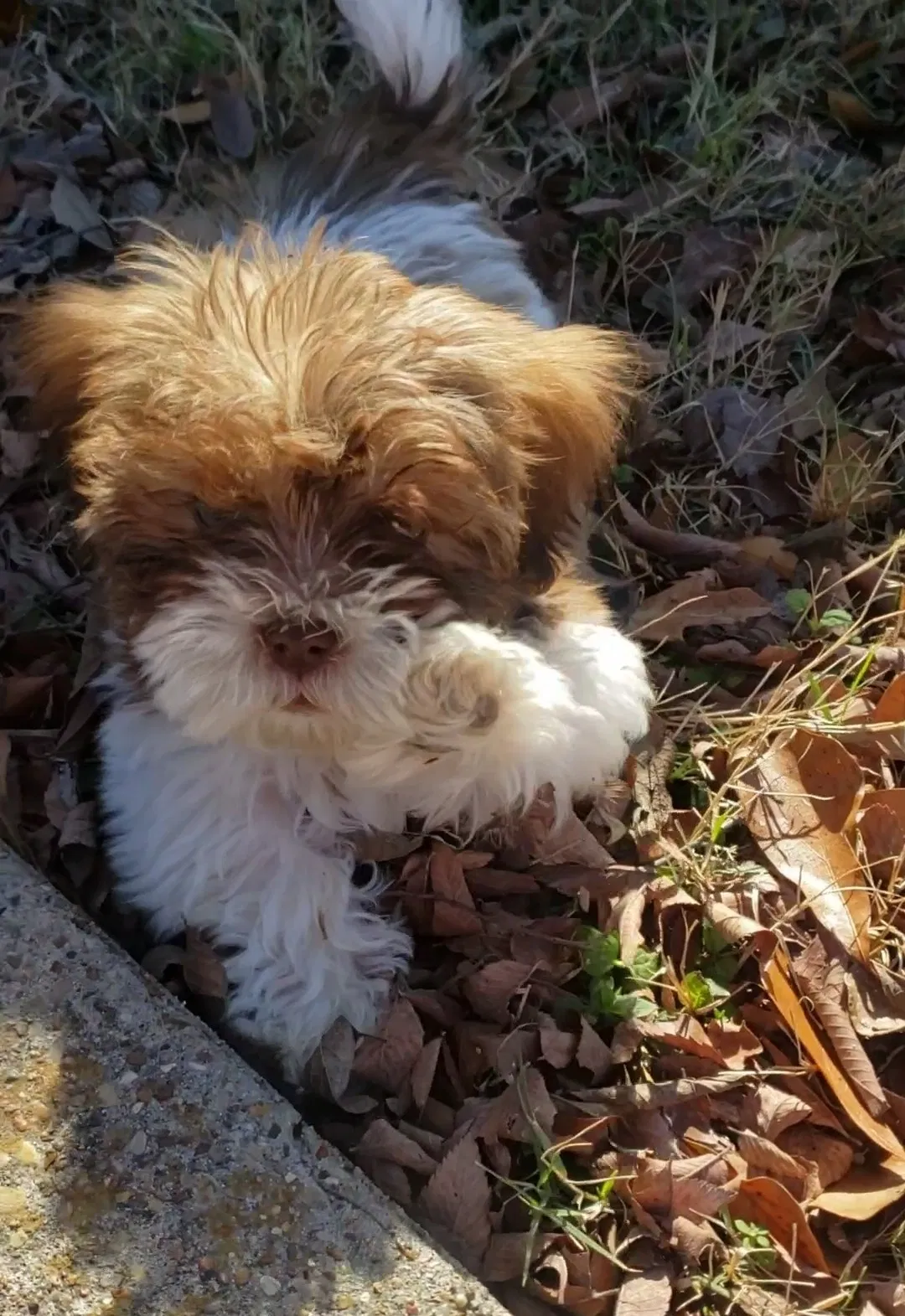 Lost dog in Bryan, TX, 77801