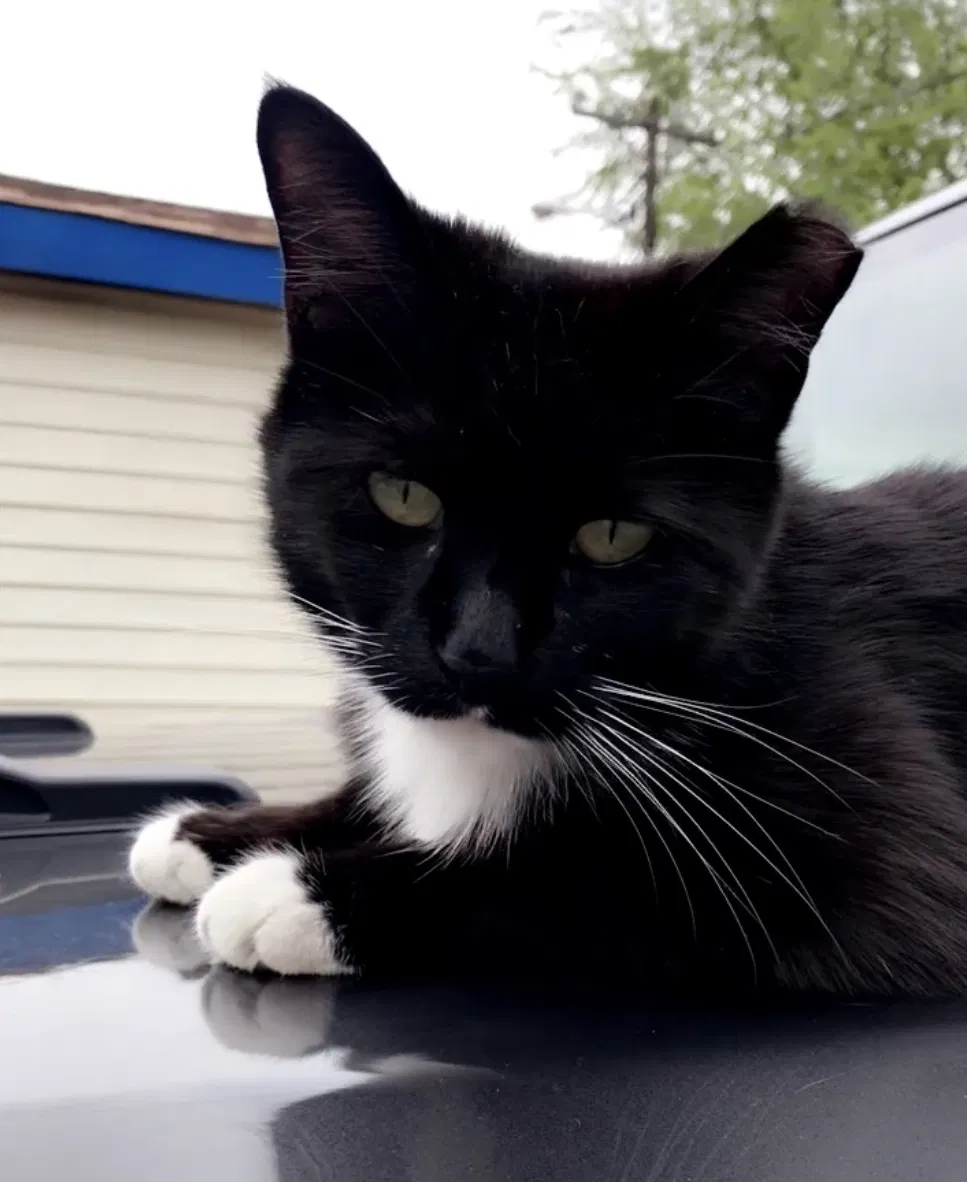 Lost cat in Cicero, IL, 60804