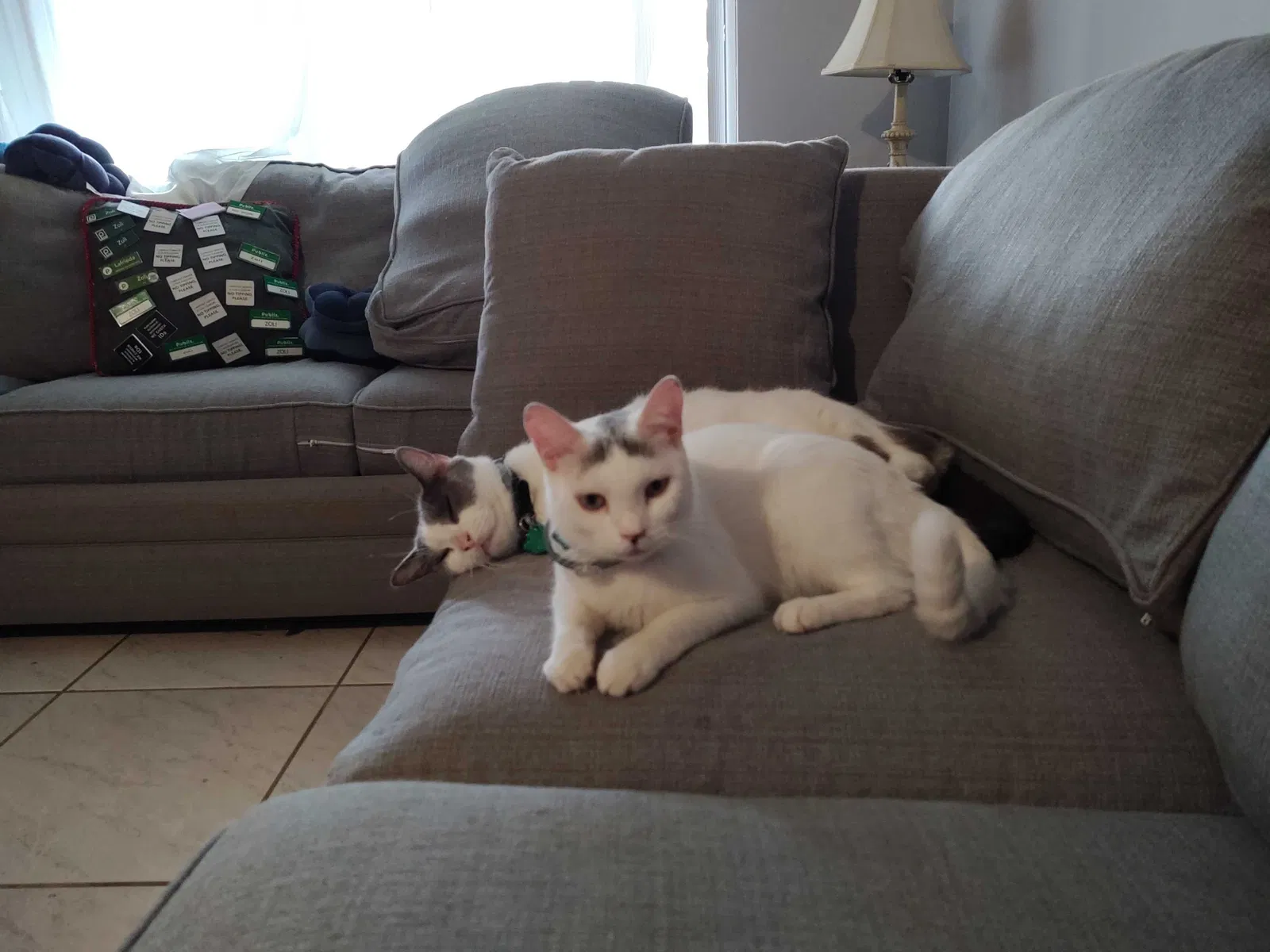Lost cat in Orlando, FL, 32821