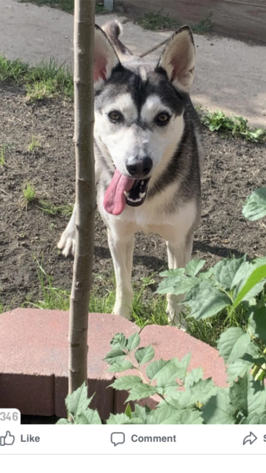 Lost dog in Chicago, IL, 60639