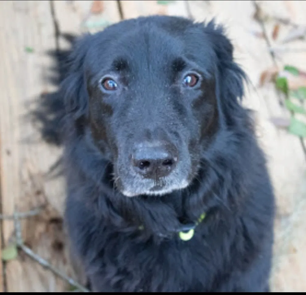Lost dog in Tallahassee, FL, 32303