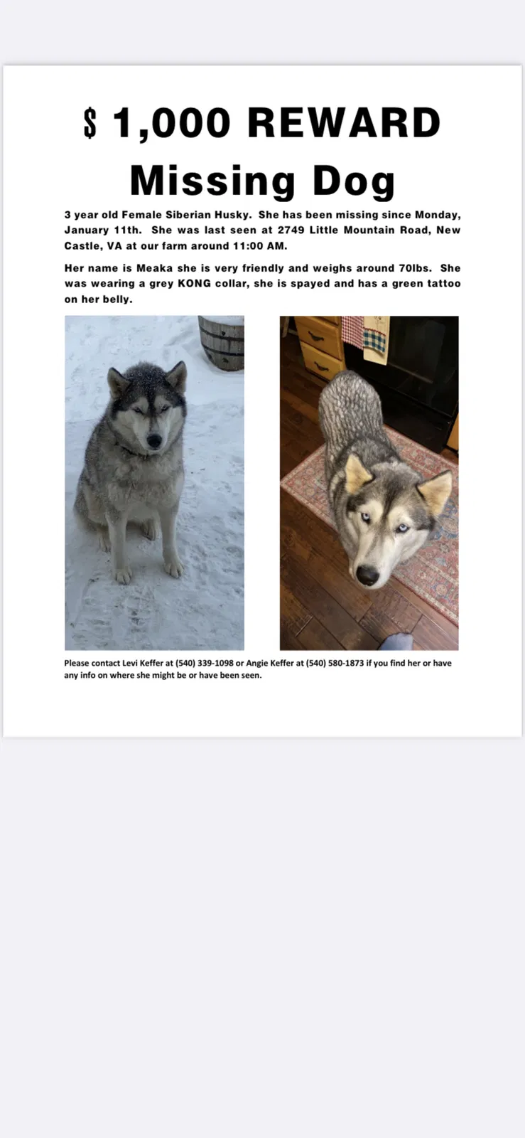 Lost dog in New Castle, VA, 24127