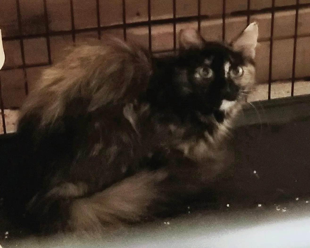 Lost cat in Seattle, WA, 98125