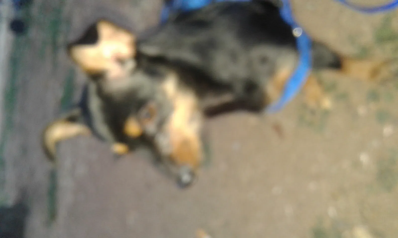 Lost dog in Tulsa, OK, 74115