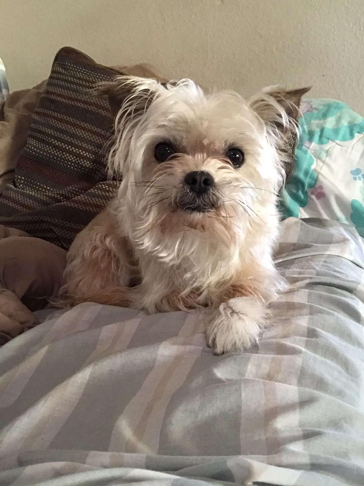 Lost dog in Vallejo, CA, 94589