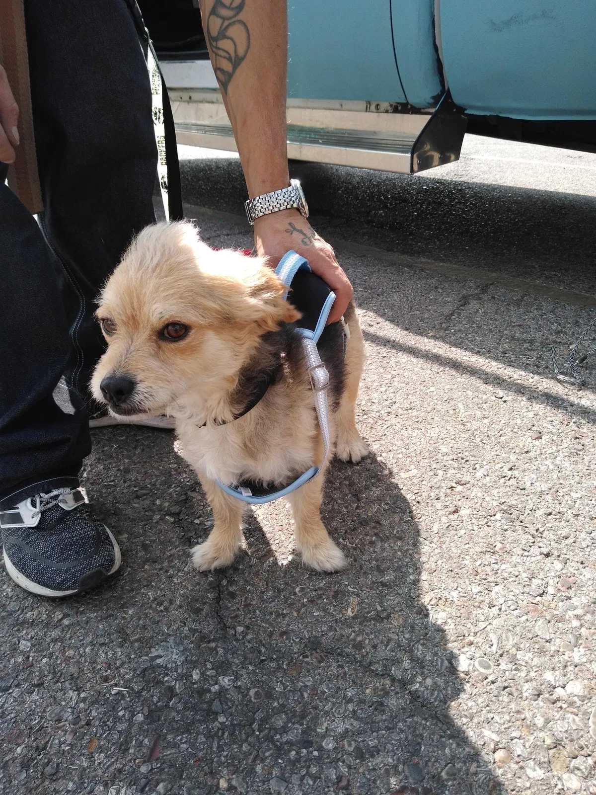 Lost dog in Albuquerque, NM, 87108