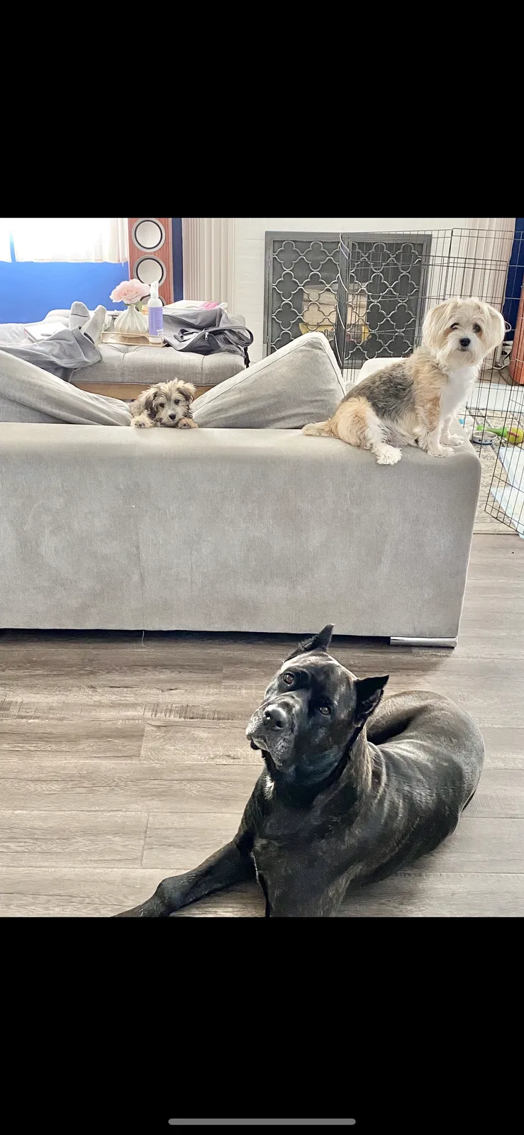 Lost dog in Inglewood, CA, 90305