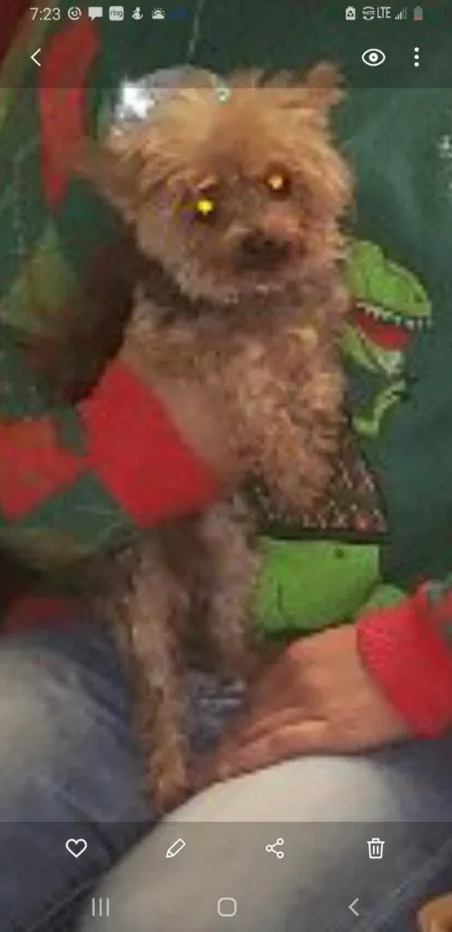 Lost dog in Daytona Beach, FL, 32117