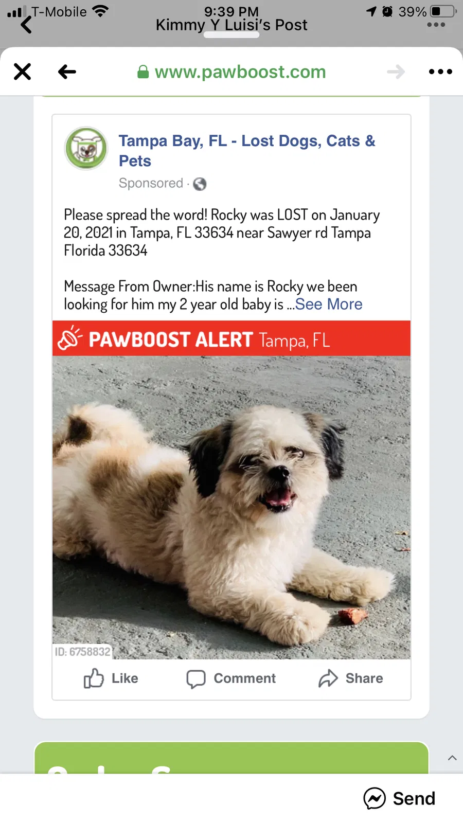 Lost dog in Tampa, FL, 33634