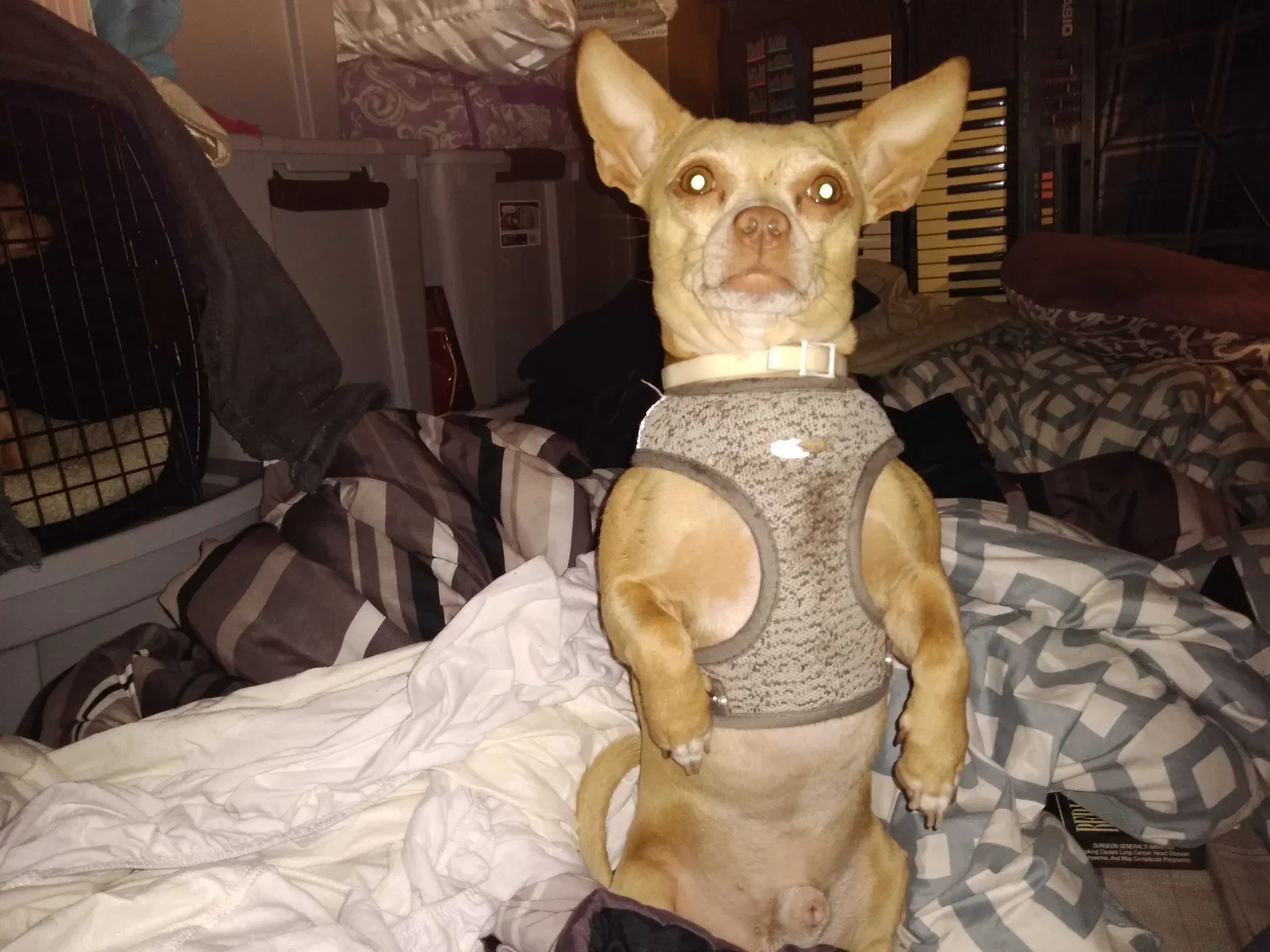 Lost dog in Catoosa, OK, 74015