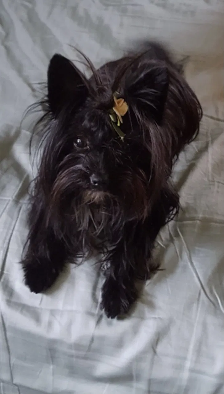 Lost dog in Randallstown, MD, 21133