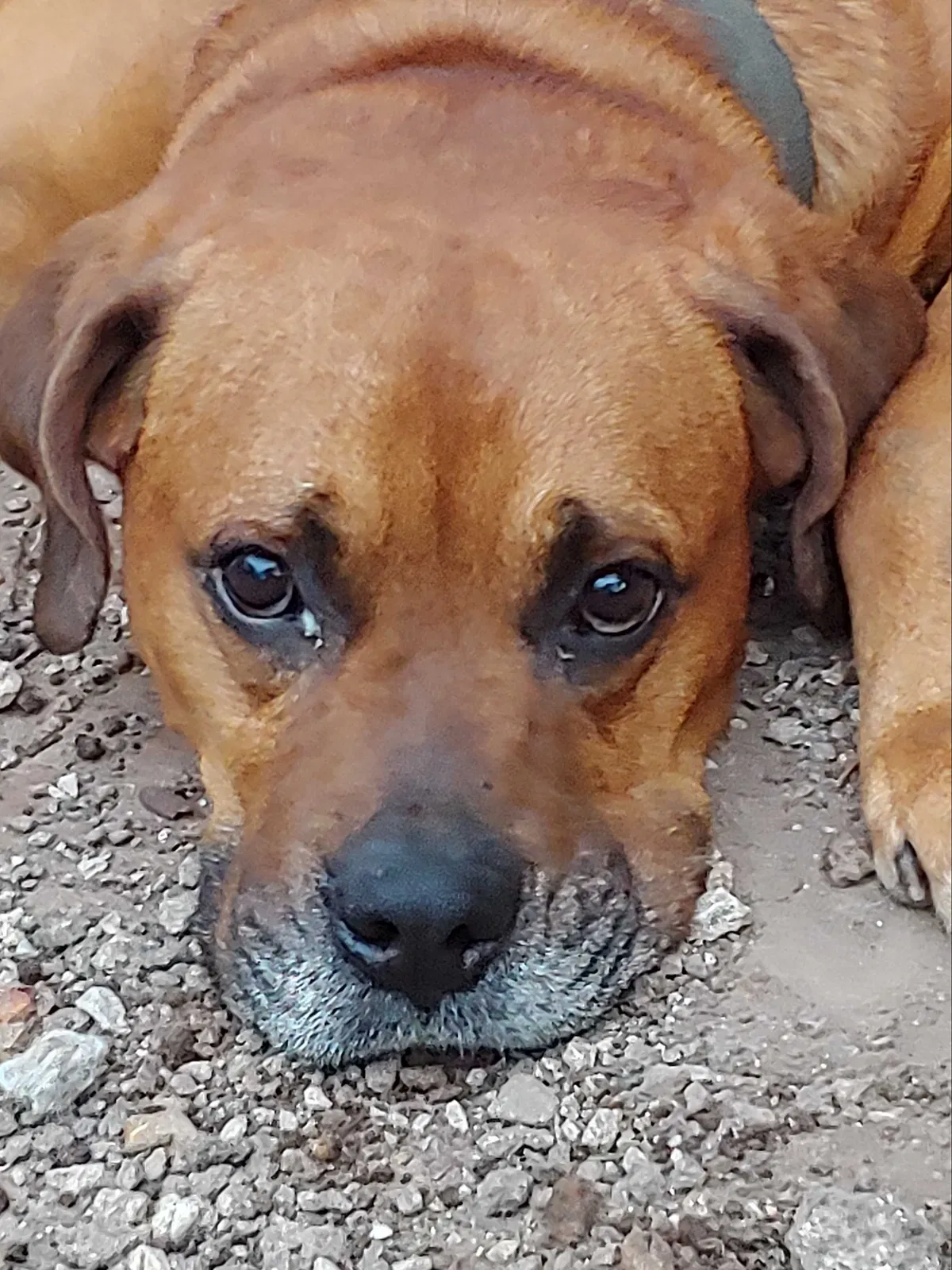 Lost dog in Galena, MO, 65656