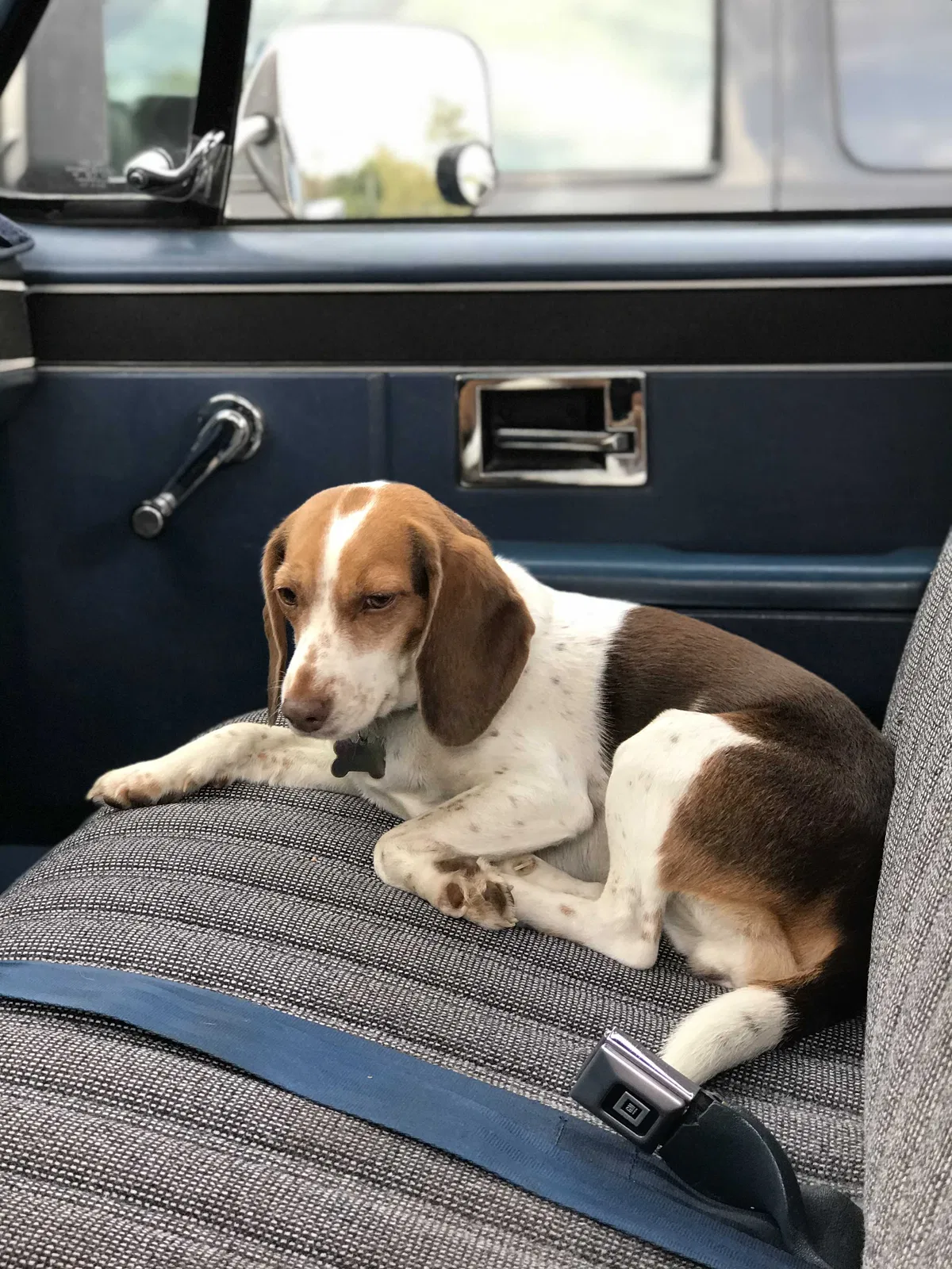 Lost dog in Hamilton, OH, 45013