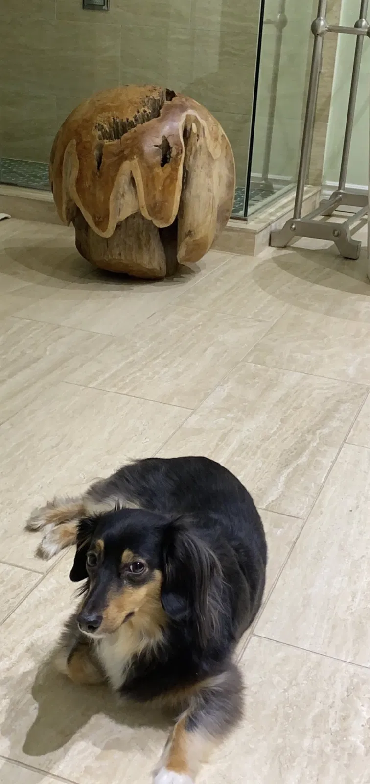 Lost dog in Oklahoma City, OK, 73112