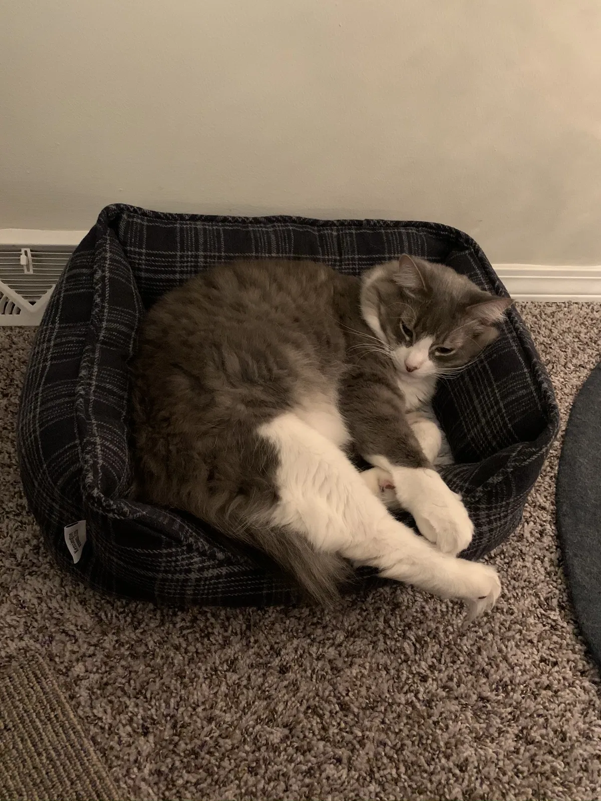 Lost cat in Montgomery, IL, 60538