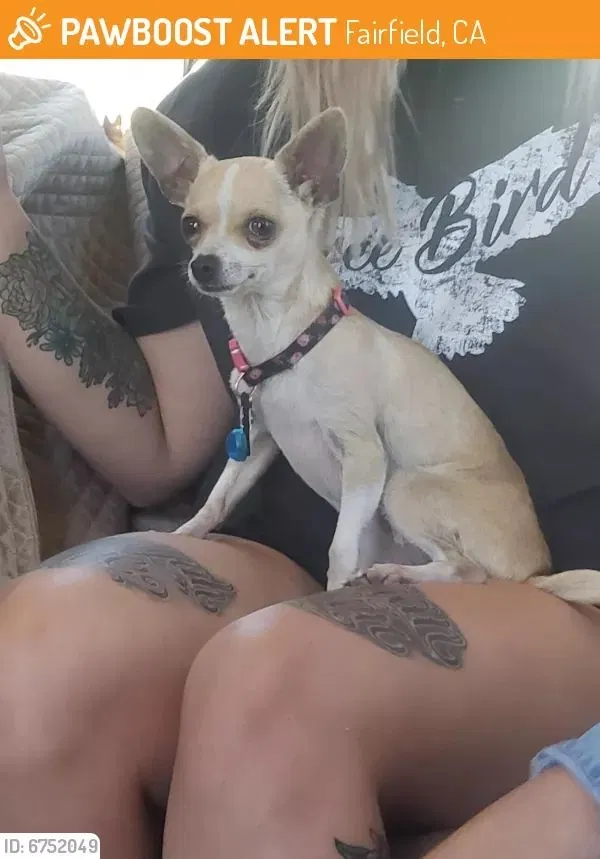 Lost dog in Fairfield, CA, 94533