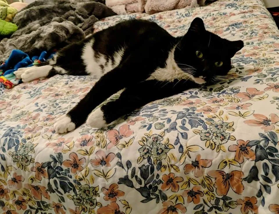 Lost cat in Bellevue, WA, 98005