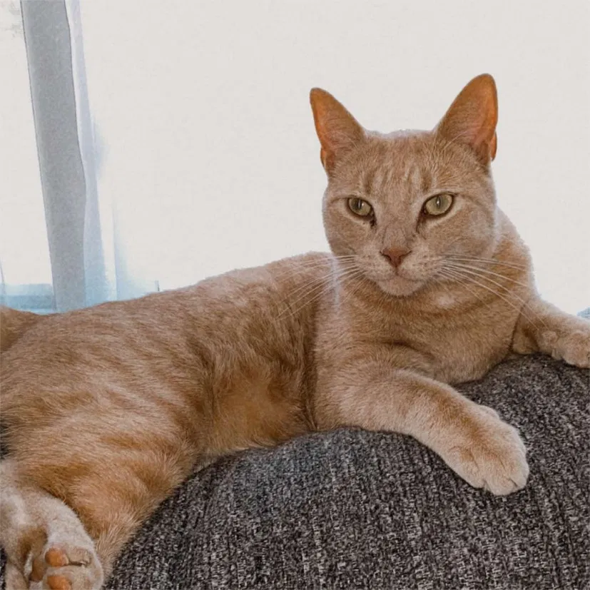 Lost cat in Davenport, FL, 33837