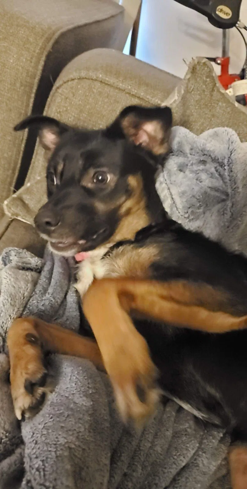 Lost dog in Racine, WI, 53406