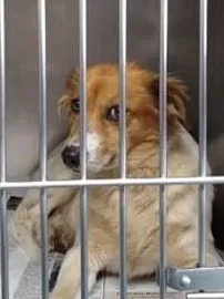 Lost dog in Dahlonega, GA, 30533