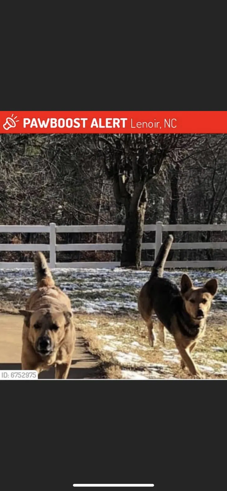 Lost dog in Lenoir, NC, 28645