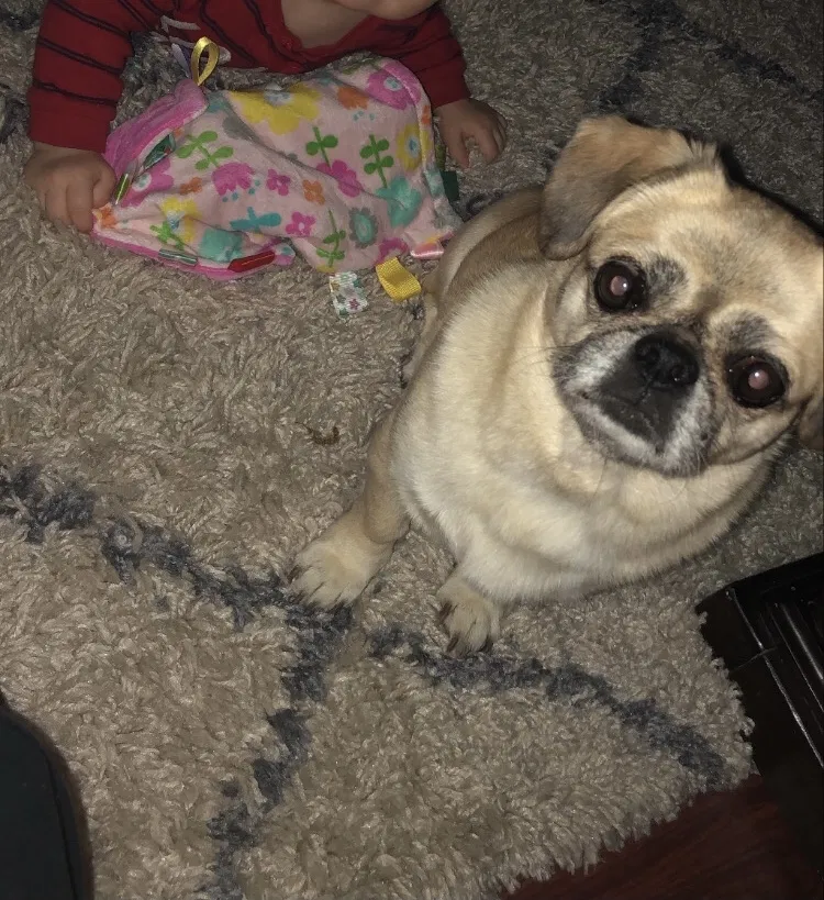 Lost dog in Redding, CA, 96002