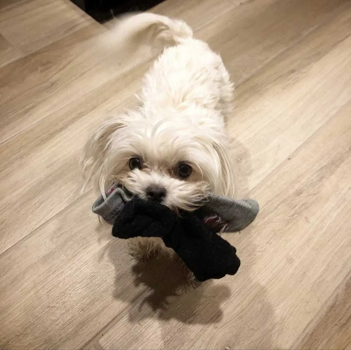 Lost dog in Redding, CA, 96001