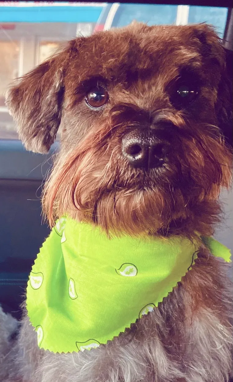 Lost dog in Lawrenceville, GA, 30044