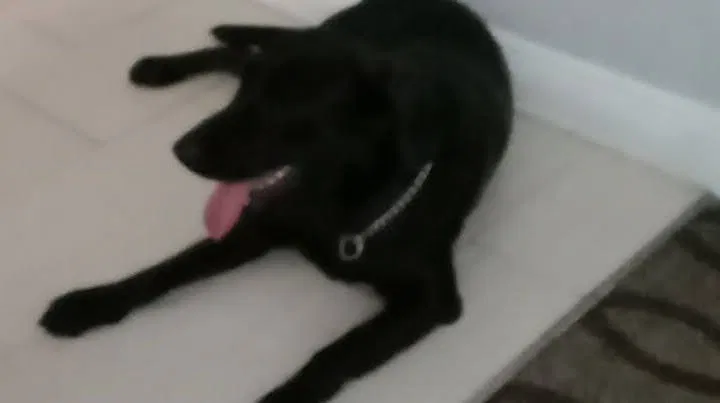 Lost dog in Valdosta, GA, 31602