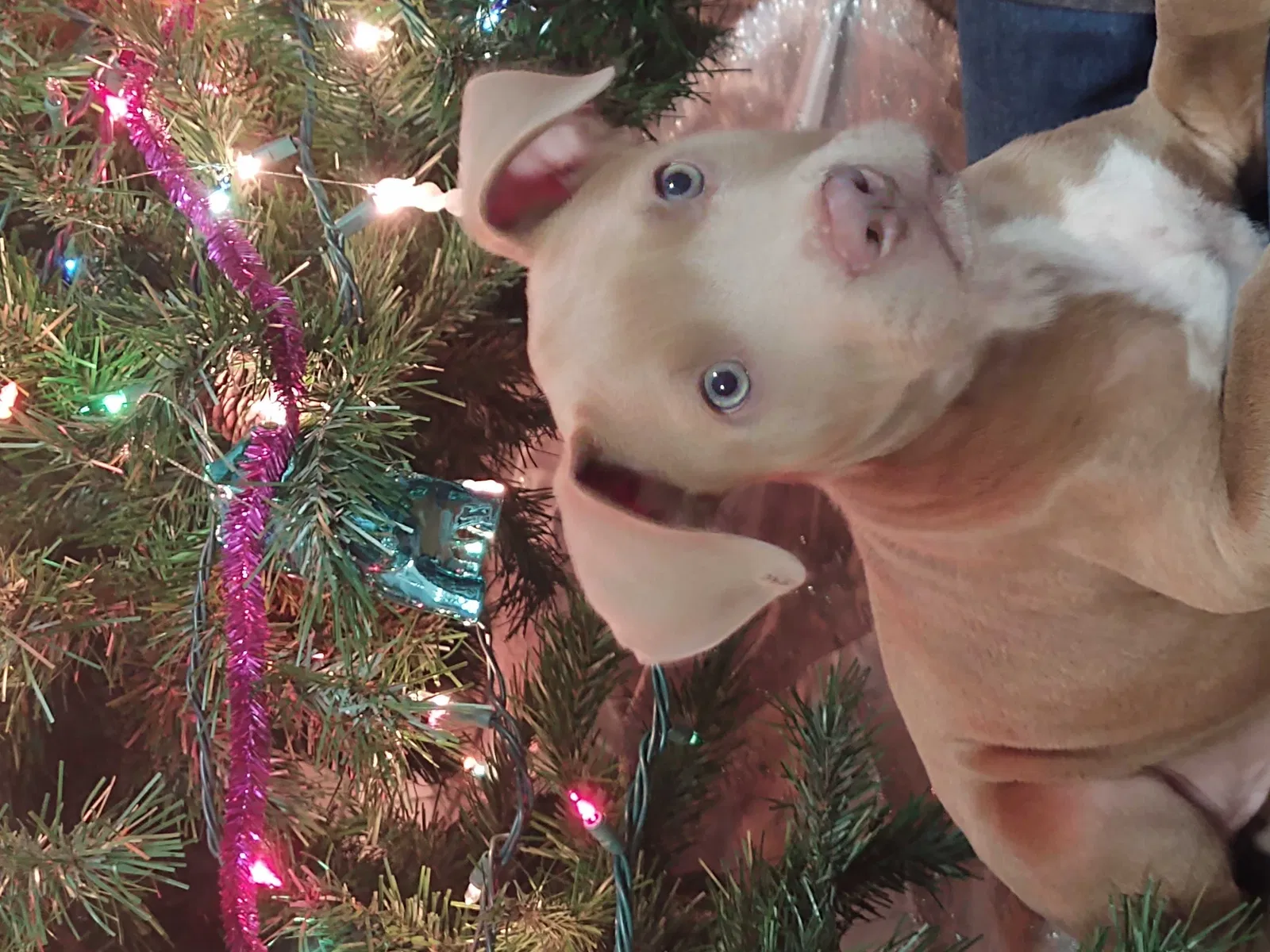 Lost dog in Jennings, FL, 32053