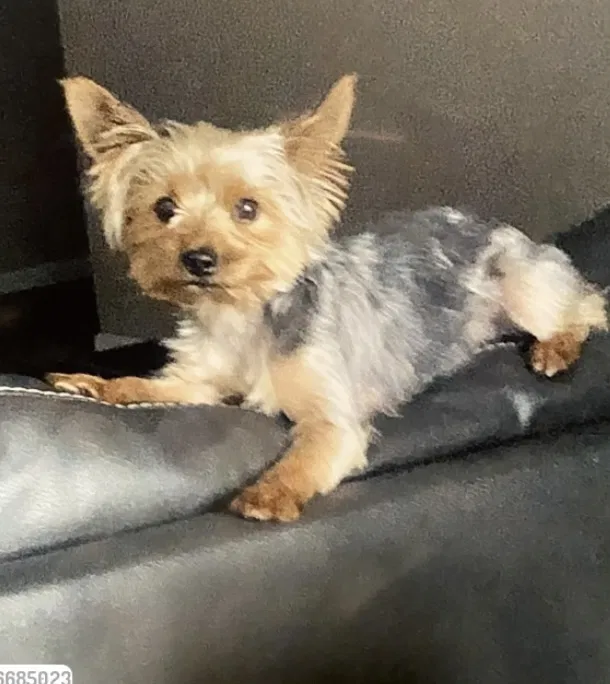 Lost dog in Greenwood, IN, 46142
