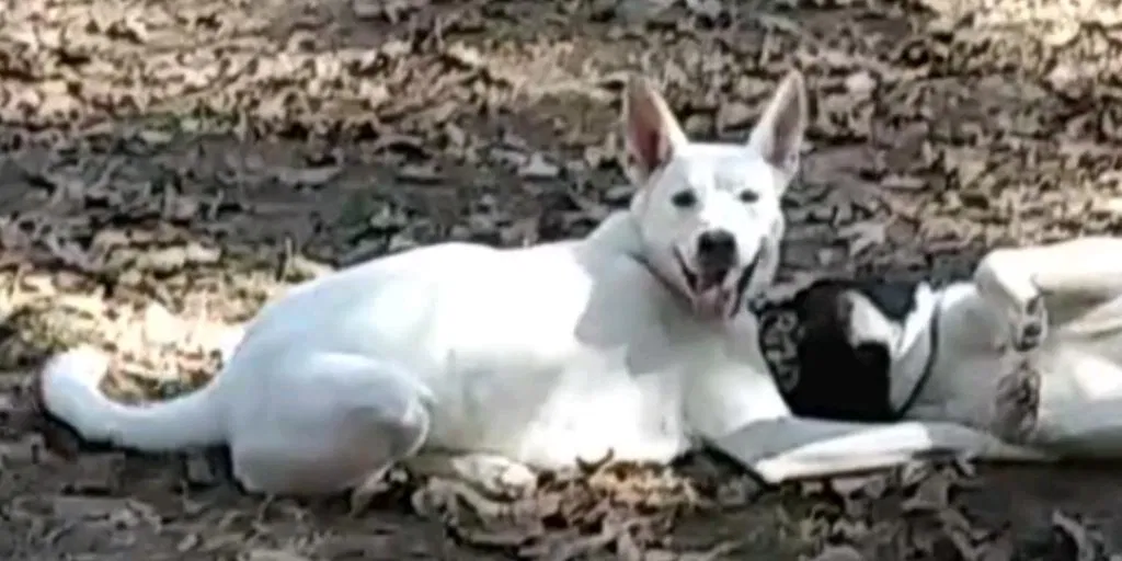 Lost dog in Jefferson, TX, 75657
