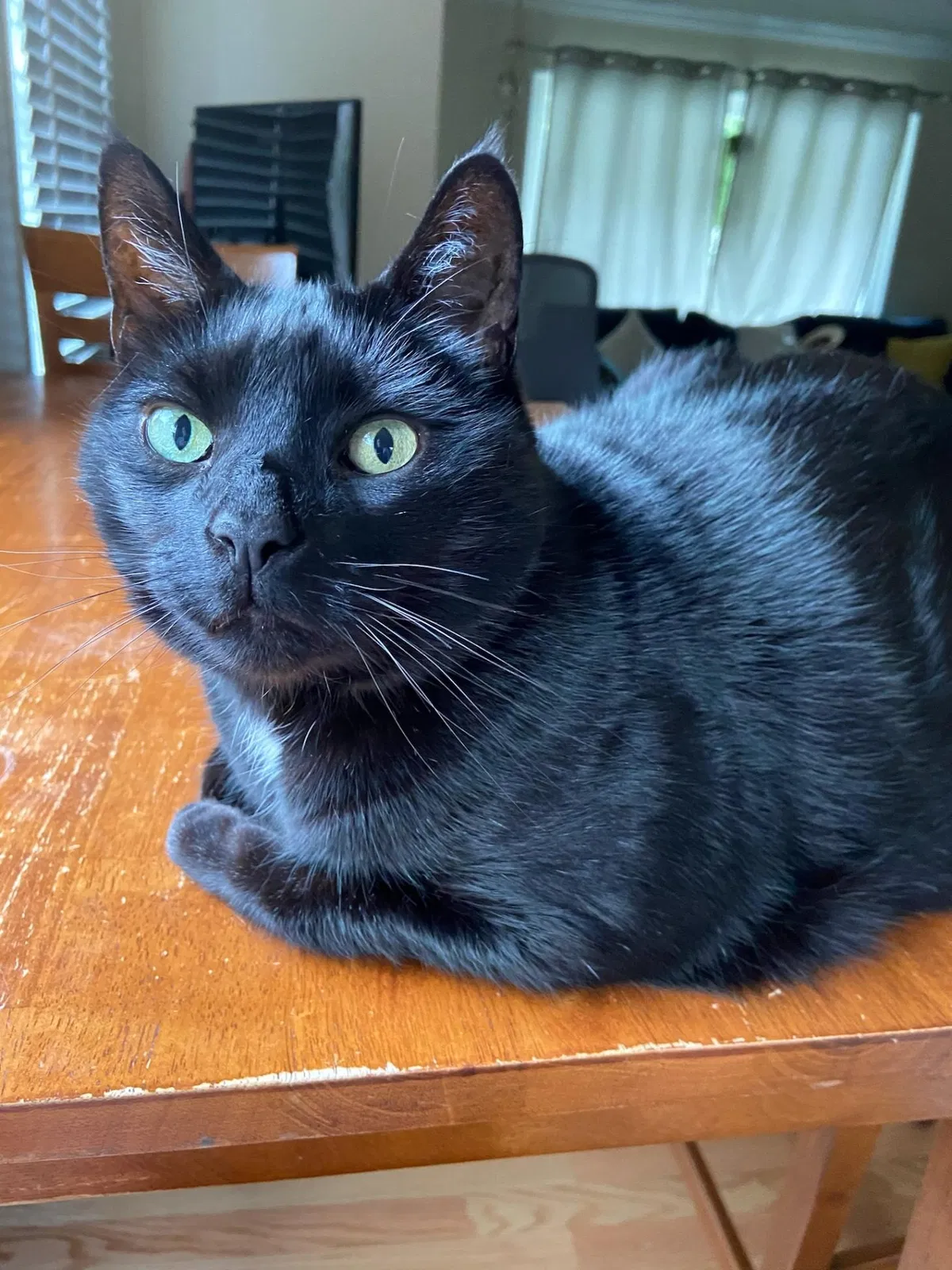 Lost cat in Seattle, WA, 98115