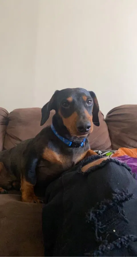 Lost dog in San Angelo, TX, 76903