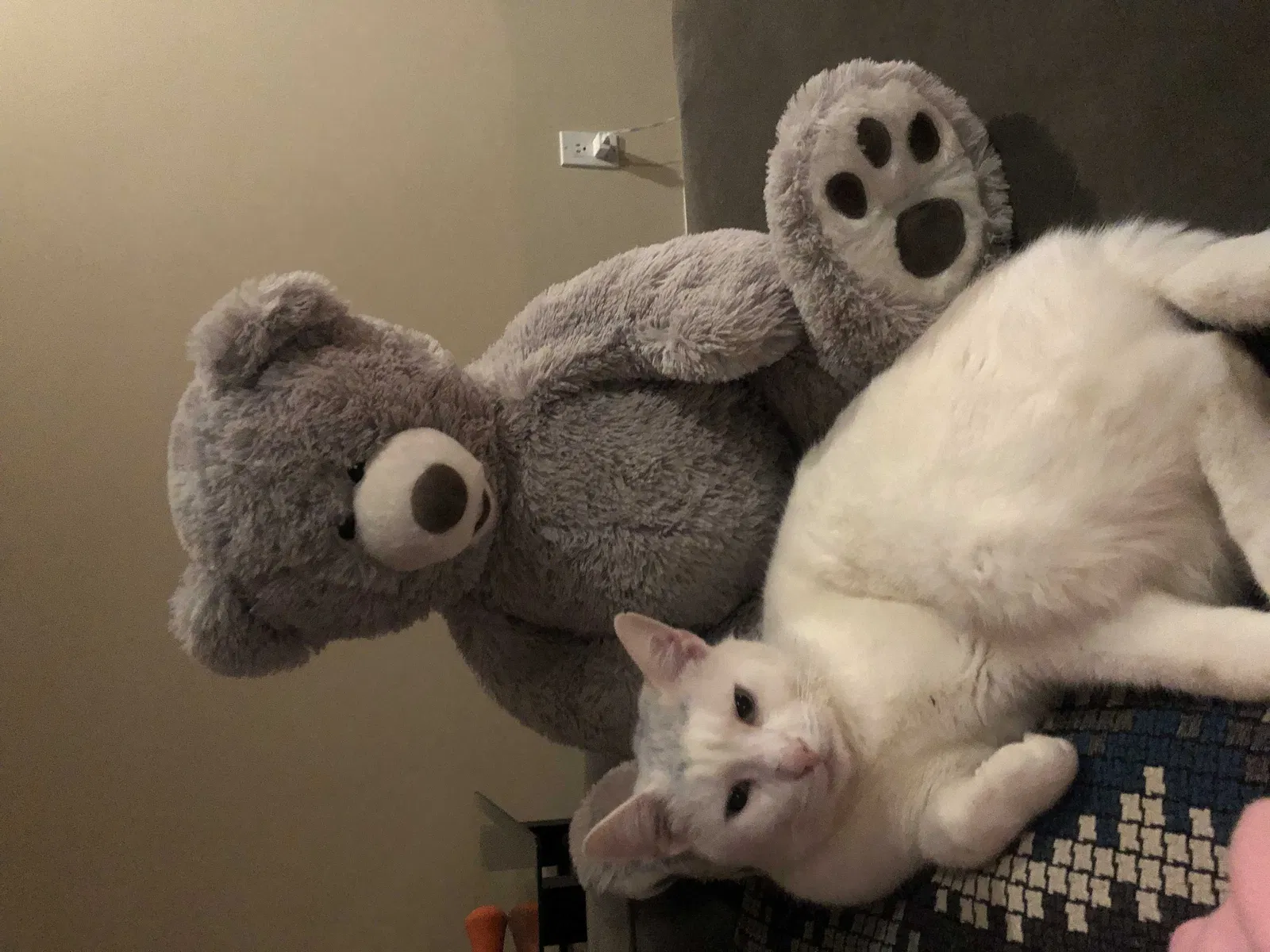 Lost cat in Easton, CT, 6612