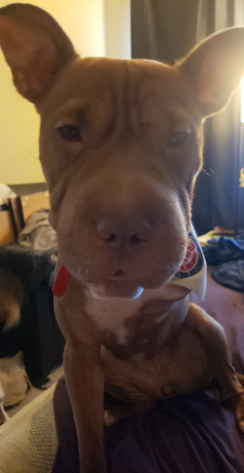 Lost dog in Anderson, IN, 46013