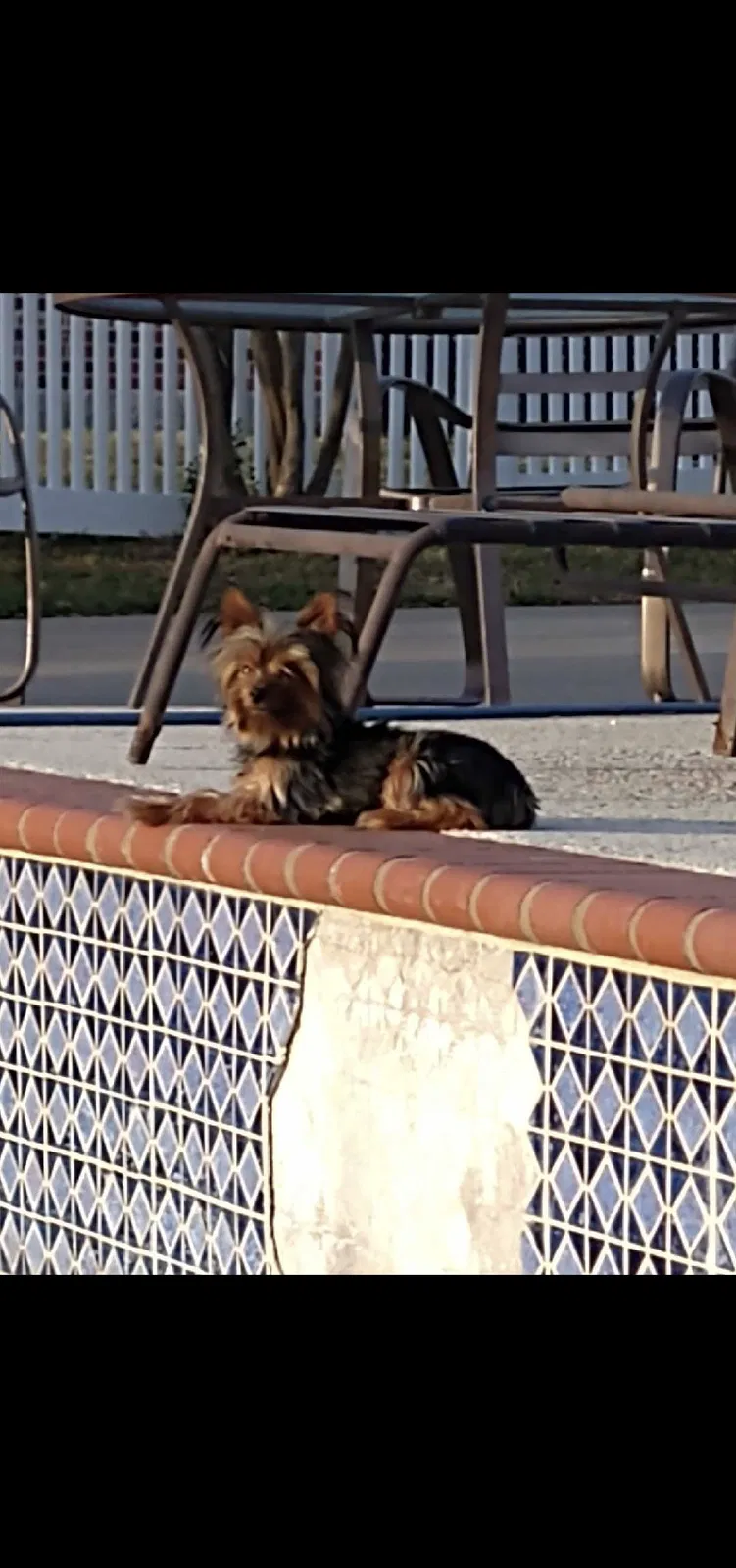 Lost dog in Big Sandy, TX, 75755