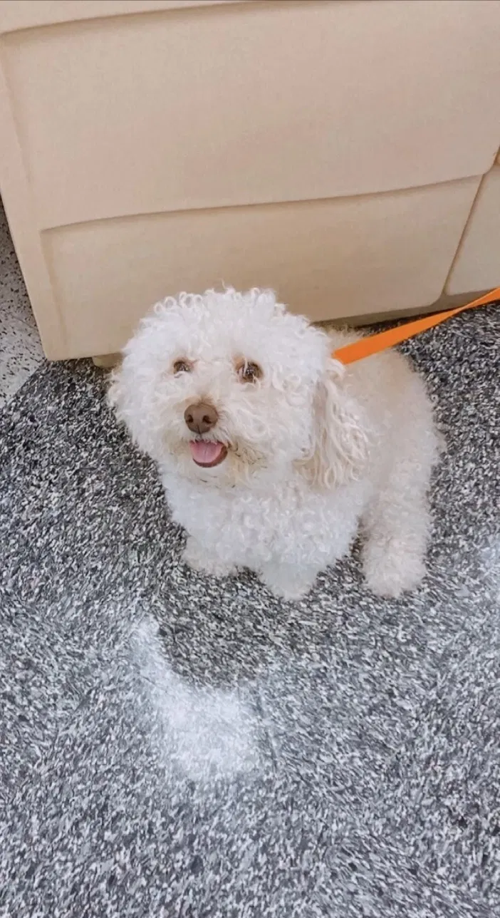 Lost dog in Plano, TX, 75074