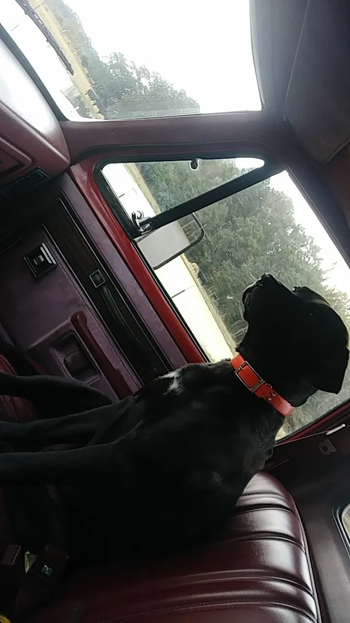 Lost dog in Union Grove, AL, 35175