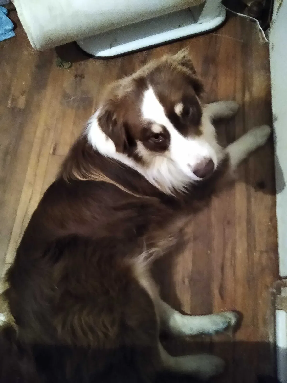 Lost dog in Blair, OK, 73526