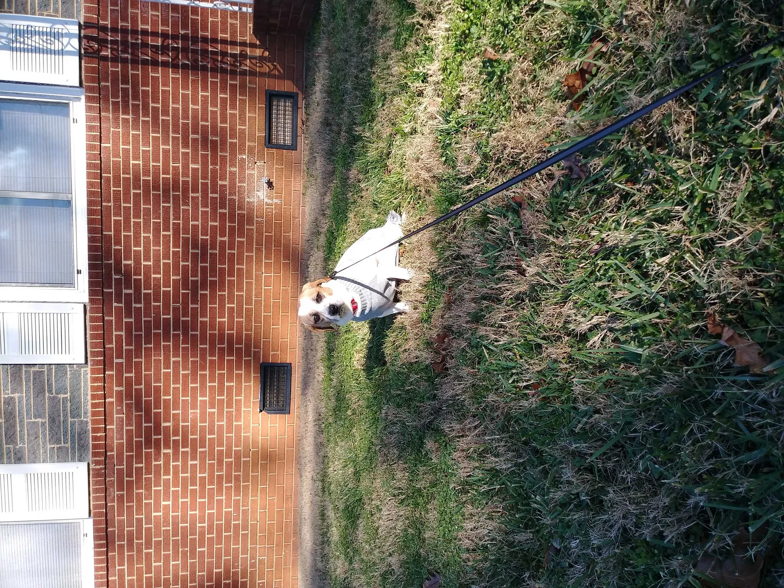 Lost dog in Charlotte, NC, 28216
