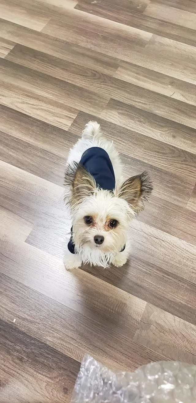 Lost dog in Charlotte, NC, 28278