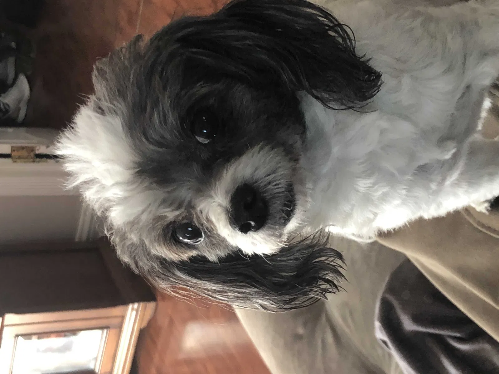 Lost dog in Los Angeles, CA, 90066
